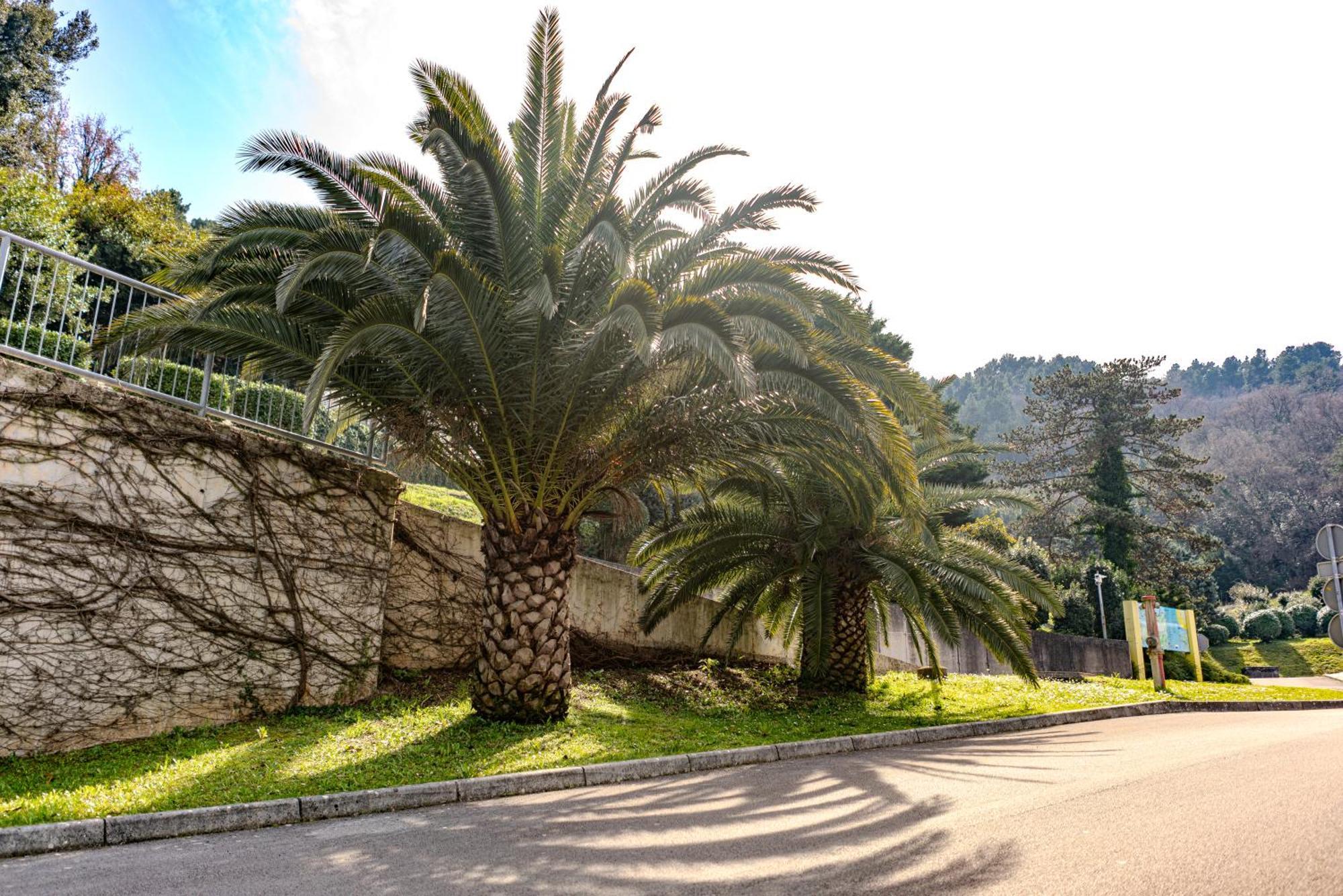 Villa Yadranka With Sea View Strunjan Dış mekan fotoğraf